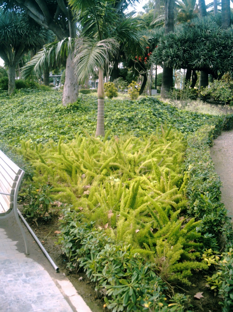 Sweeping drifts of Ferns, Ivy, Pittosporum and Periwinkle are a common feature.
