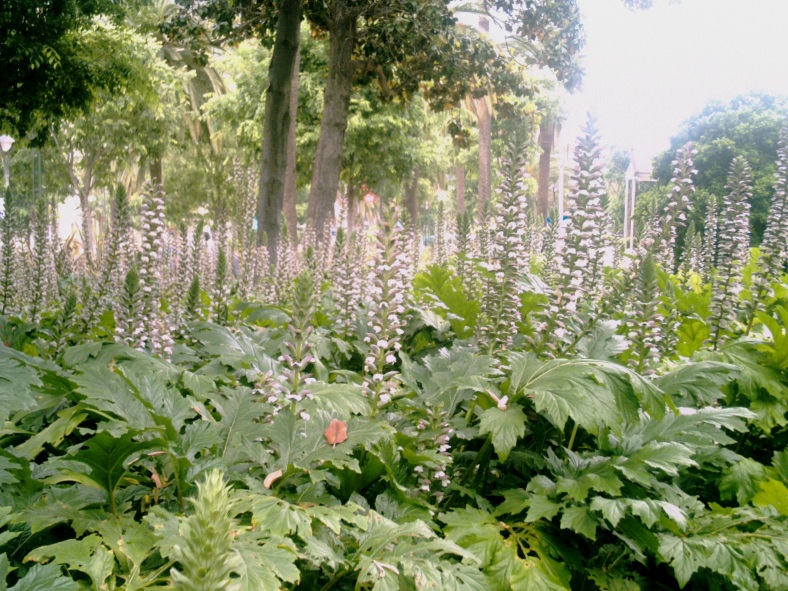 May 2011....A stunning display of Acanthus mollis, on the western entrance to the theatre area. 