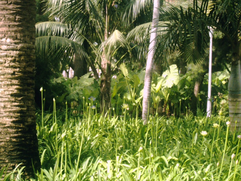 A view across the park; lush green groundcover and palms. 