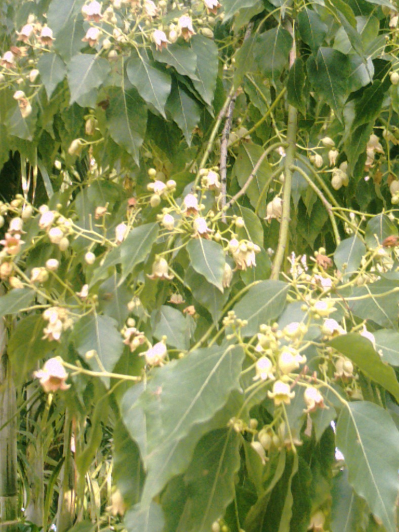 Flowers of Brachychiton populneum, May 2011.
