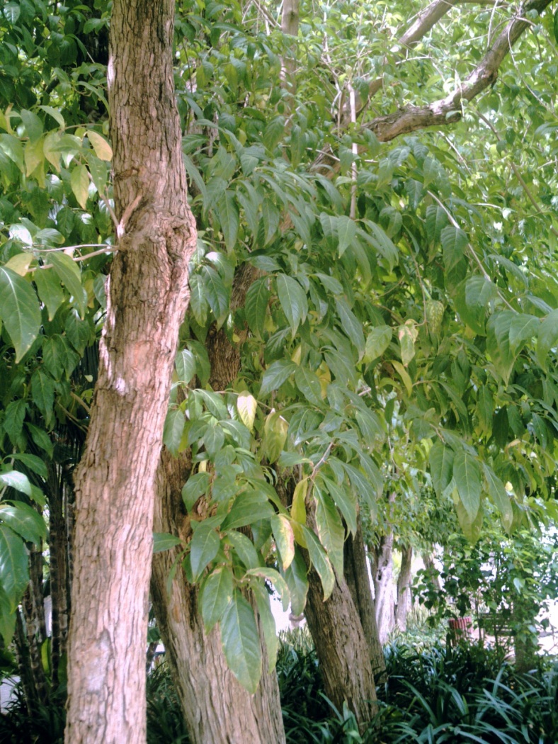 Citharexylum spinosum, displaying bark.